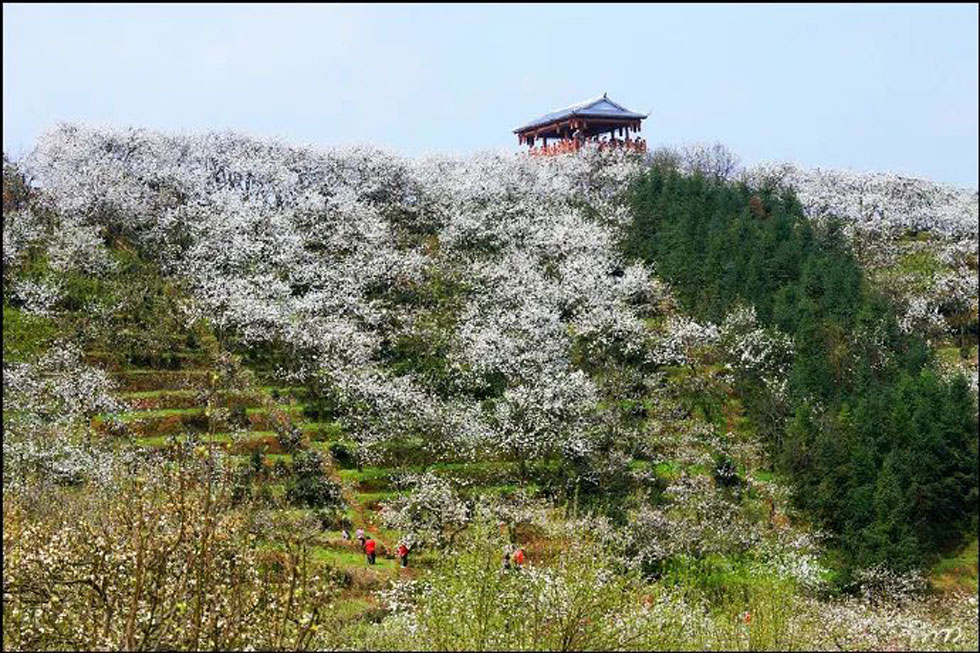 【春天，广西桂林灌阳县向您发出邀请！】我们在灌阳看梨花 - 游山玩水 - 拉萨生活社区 - 拉萨28生活网 lasa.28life.net