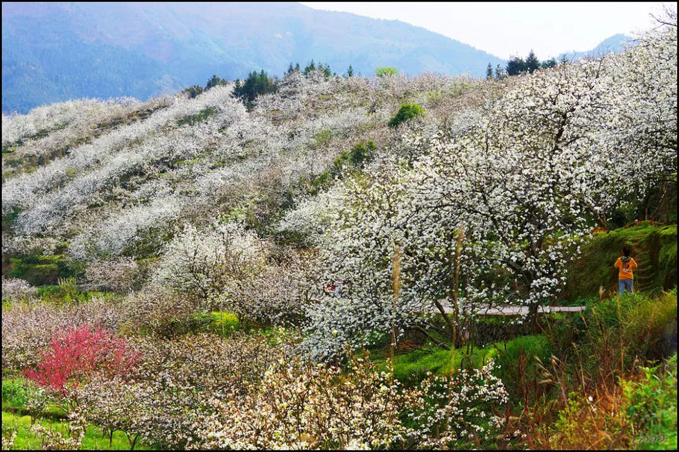 【春天，广西桂林灌阳县向您发出邀请！】我们在灌阳看梨花 - 游山玩水 - 拉萨生活社区 - 拉萨28生活网 lasa.28life.net