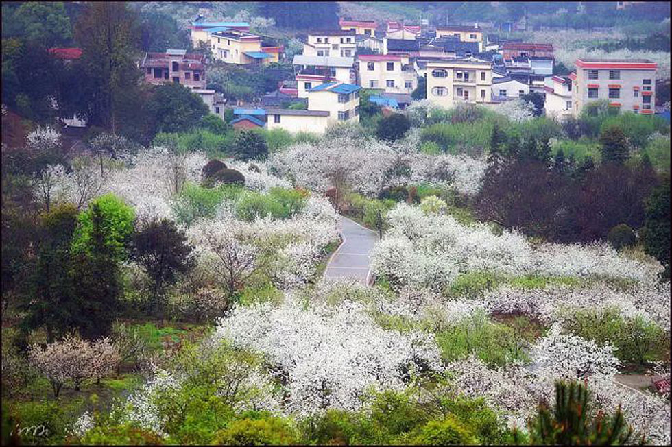 【春天，广西桂林灌阳县向您发出邀请！】我们在灌阳看梨花 - 游山玩水 - 拉萨生活社区 - 拉萨28生活网 lasa.28life.net