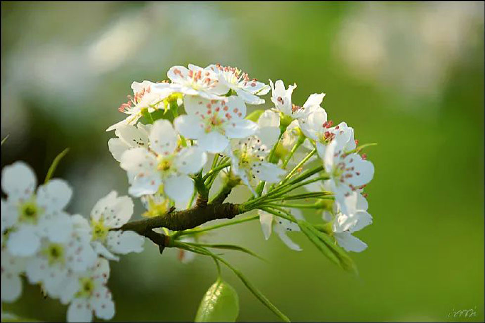 【春天，广西桂林灌阳县向您发出邀请！】我们在灌阳看梨花 - 游山玩水 - 拉萨生活社区 - 拉萨28生活网 lasa.28life.net