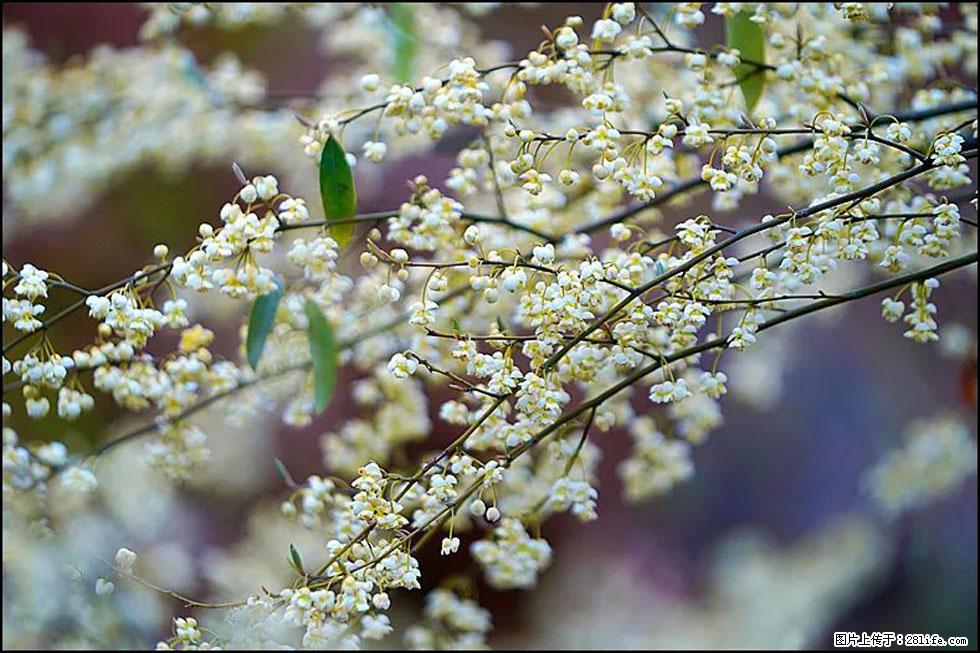 【春天，广西桂林灌阳县向您发出邀请！】米珠山前有片山苍子花在飘香 - 游山玩水 - 拉萨生活社区 - 拉萨28生活网 lasa.28life.net
