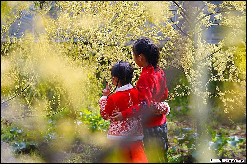 【春天，广西桂林灌阳县向您发出邀请！】米珠山前有片山苍子花在飘香 - 游山玩水 - 拉萨生活社区 - 拉萨28生活网 lasa.28life.net