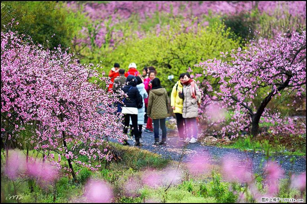 【春天，广西桂林灌阳县向您发出邀请！】官庄村有个醉美的桃花园 - 游山玩水 - 拉萨生活社区 - 拉萨28生活网 lasa.28life.net