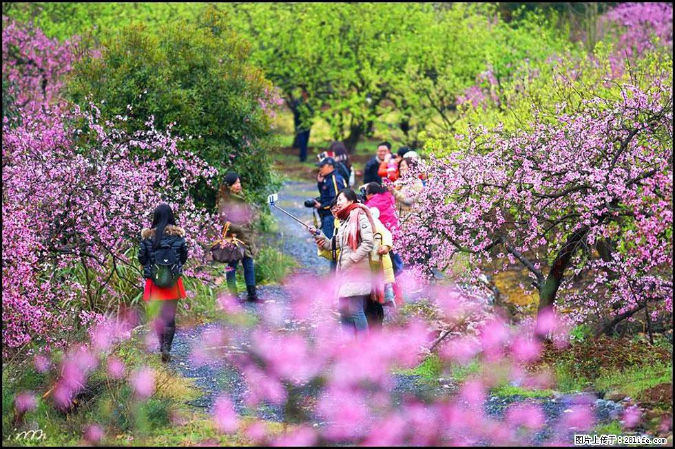 【春天，广西桂林灌阳县向您发出邀请！】官庄村有个醉美的桃花园 - 游山玩水 - 拉萨生活社区 - 拉萨28生活网 lasa.28life.net