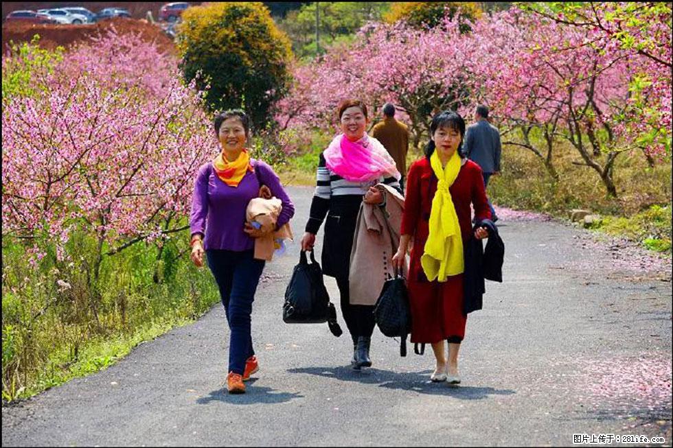 【春天，广西桂林灌阳县向您发出邀请！】官庄村有个醉美的桃花园 - 游山玩水 - 拉萨生活社区 - 拉萨28生活网 lasa.28life.net