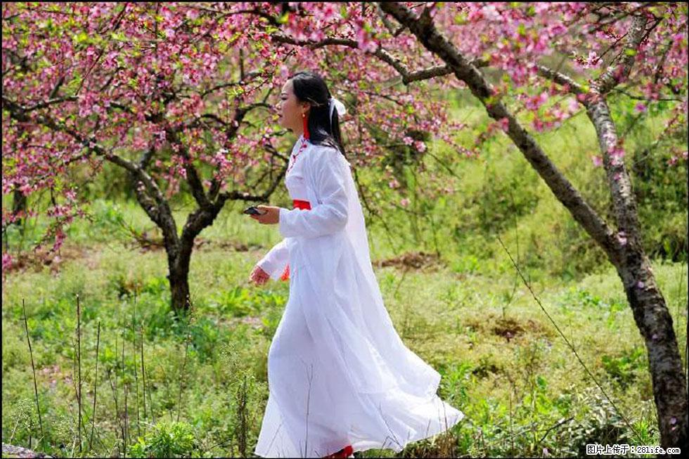【春天，广西桂林灌阳县向您发出邀请！】官庄村有个醉美的桃花园 - 游山玩水 - 拉萨生活社区 - 拉萨28生活网 lasa.28life.net