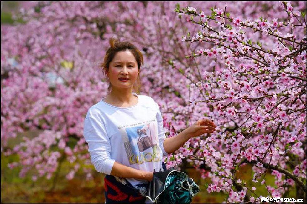 【春天，广西桂林灌阳县向您发出邀请！】官庄村有个醉美的桃花园 - 游山玩水 - 拉萨生活社区 - 拉萨28生活网 lasa.28life.net