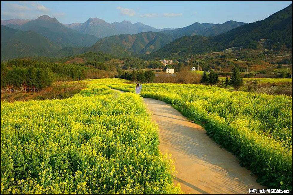 【春天，广西桂林灌阳县向您发出邀请！】长坪村油菜盛情花开 - 游山玩水 - 拉萨生活社区 - 拉萨28生活网 lasa.28life.net