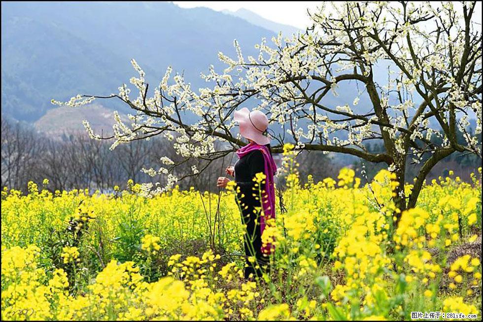 【春天，广西桂林灌阳县向您发出邀请！】长坪村油菜盛情花开 - 游山玩水 - 拉萨生活社区 - 拉萨28生活网 lasa.28life.net