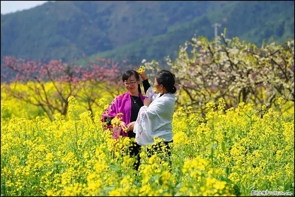 【春天，广西桂林灌阳县向您发出邀请！】长坪村油菜盛情花开 - 游山玩水 - 拉萨生活社区 - 拉萨28生活网 lasa.28life.net
