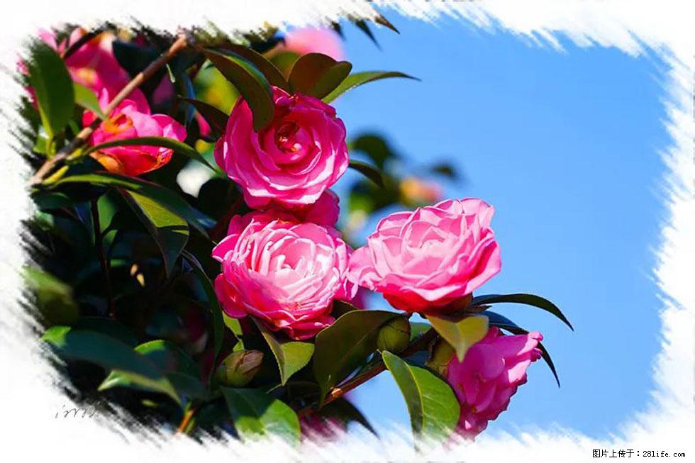 【春天，广西桂林灌阳县向您发出邀请！】杨柳井茶花惹人爱 - 游山玩水 - 拉萨生活社区 - 拉萨28生活网 lasa.28life.net