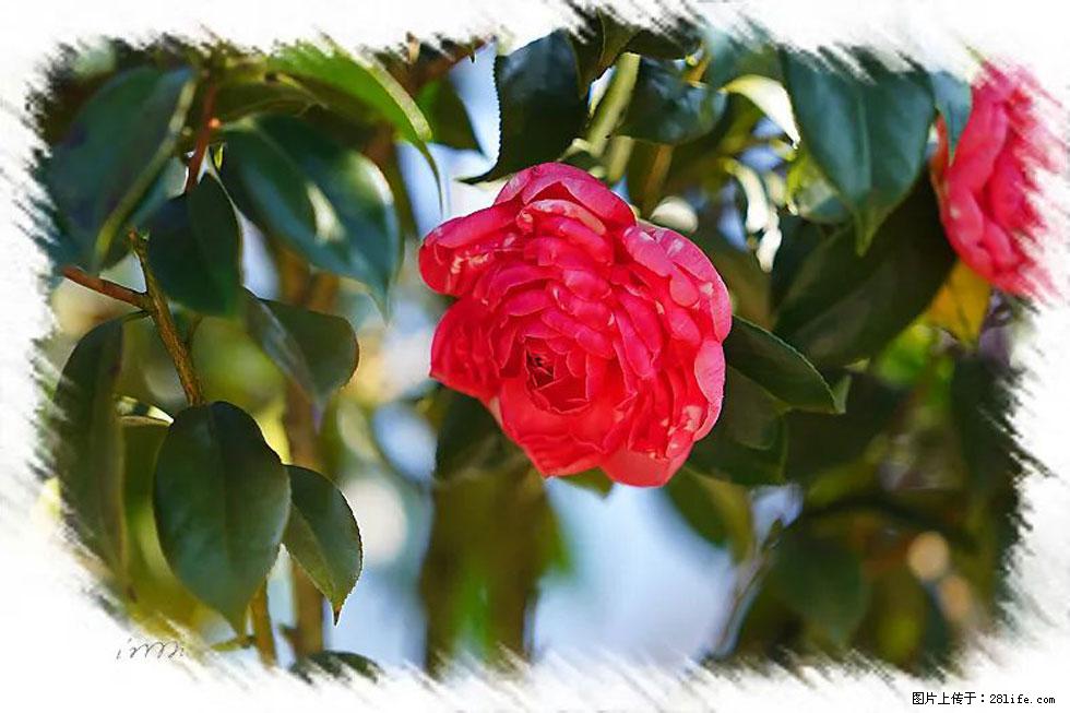 【春天，广西桂林灌阳县向您发出邀请！】杨柳井茶花惹人爱 - 游山玩水 - 拉萨生活社区 - 拉萨28生活网 lasa.28life.net