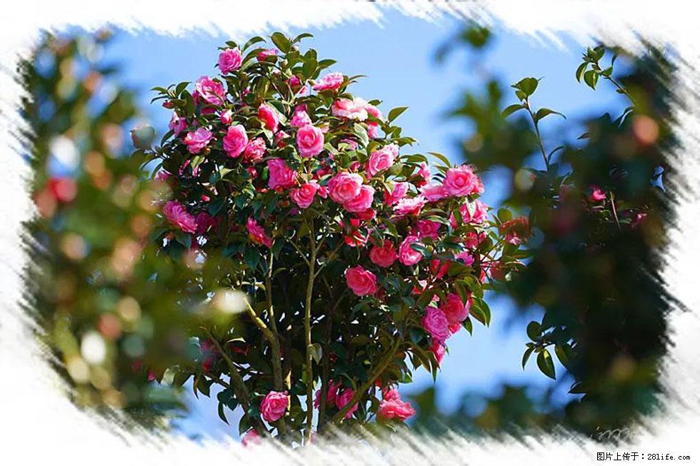 【春天，广西桂林灌阳县向您发出邀请！】杨柳井茶花惹人爱 - 游山玩水 - 拉萨生活社区 - 拉萨28生活网 lasa.28life.net