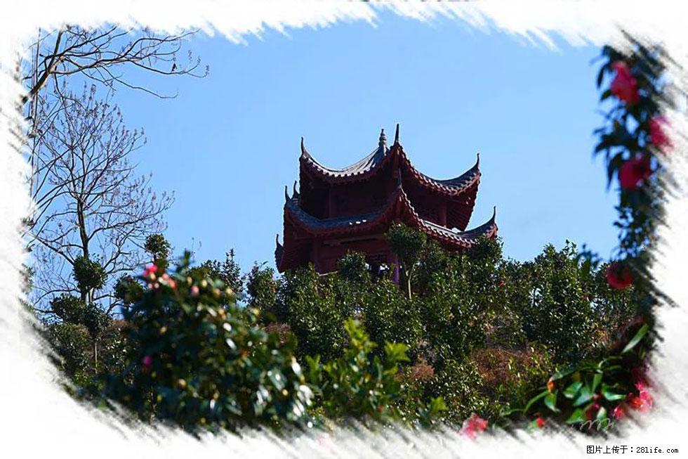 【春天，广西桂林灌阳县向您发出邀请！】杨柳井茶花惹人爱 - 游山玩水 - 拉萨生活社区 - 拉萨28生活网 lasa.28life.net