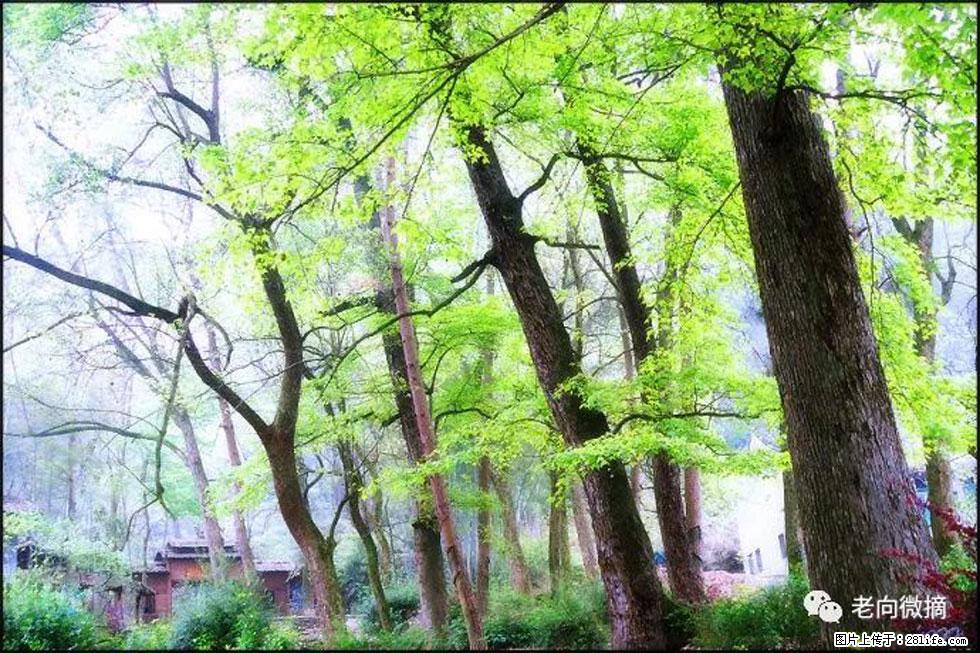 【春天，广西桂林灌阳县向您发出邀请！】在小龙村与春天约会 - 游山玩水 - 拉萨生活社区 - 拉萨28生活网 lasa.28life.net