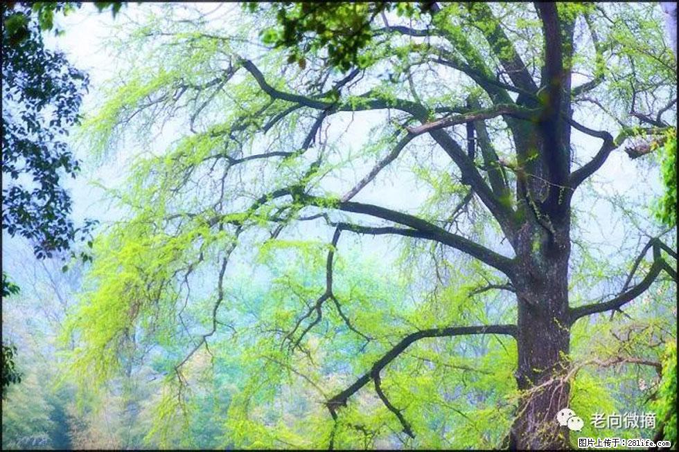 【春天，广西桂林灌阳县向您发出邀请！】在小龙村与春天约会 - 游山玩水 - 拉萨生活社区 - 拉萨28生活网 lasa.28life.net