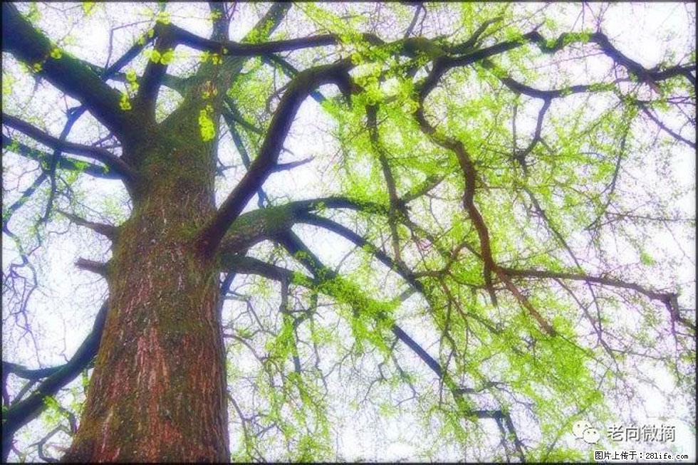 【春天，广西桂林灌阳县向您发出邀请！】在小龙村与春天约会 - 游山玩水 - 拉萨生活社区 - 拉萨28生活网 lasa.28life.net