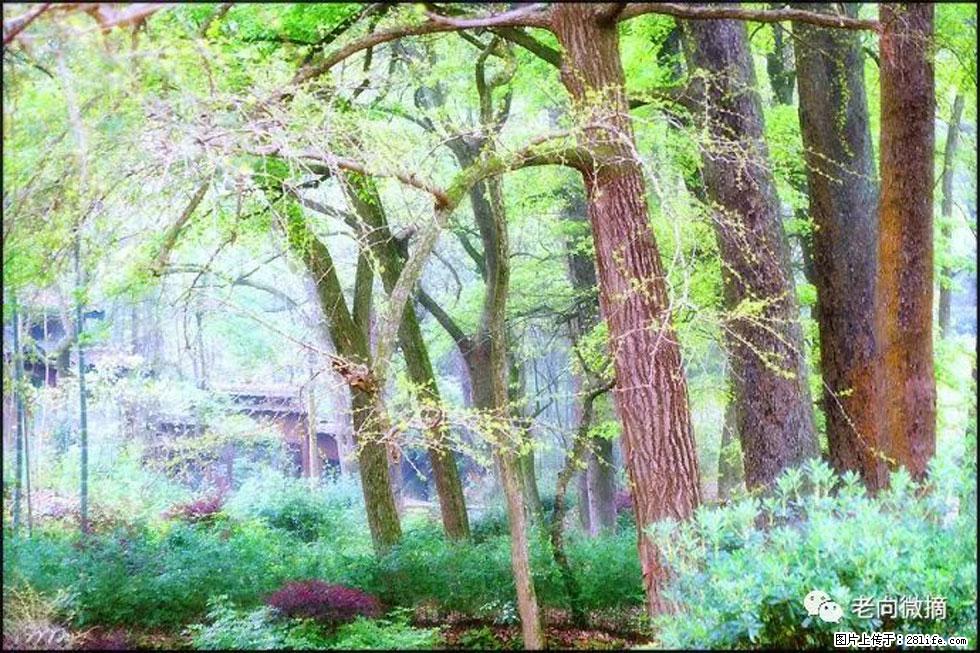 【春天，广西桂林灌阳县向您发出邀请！】在小龙村与春天约会 - 游山玩水 - 拉萨生活社区 - 拉萨28生活网 lasa.28life.net