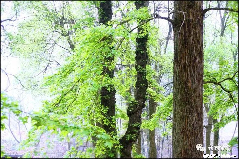 【春天，广西桂林灌阳县向您发出邀请！】在小龙村与春天约会 - 游山玩水 - 拉萨生活社区 - 拉萨28生活网 lasa.28life.net