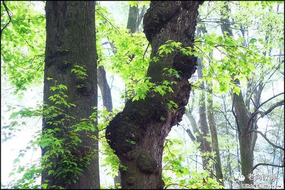 【春天，广西桂林灌阳县向您发出邀请！】在小龙村与春天约会 - 游山玩水 - 拉萨生活社区 - 拉萨28生活网 lasa.28life.net