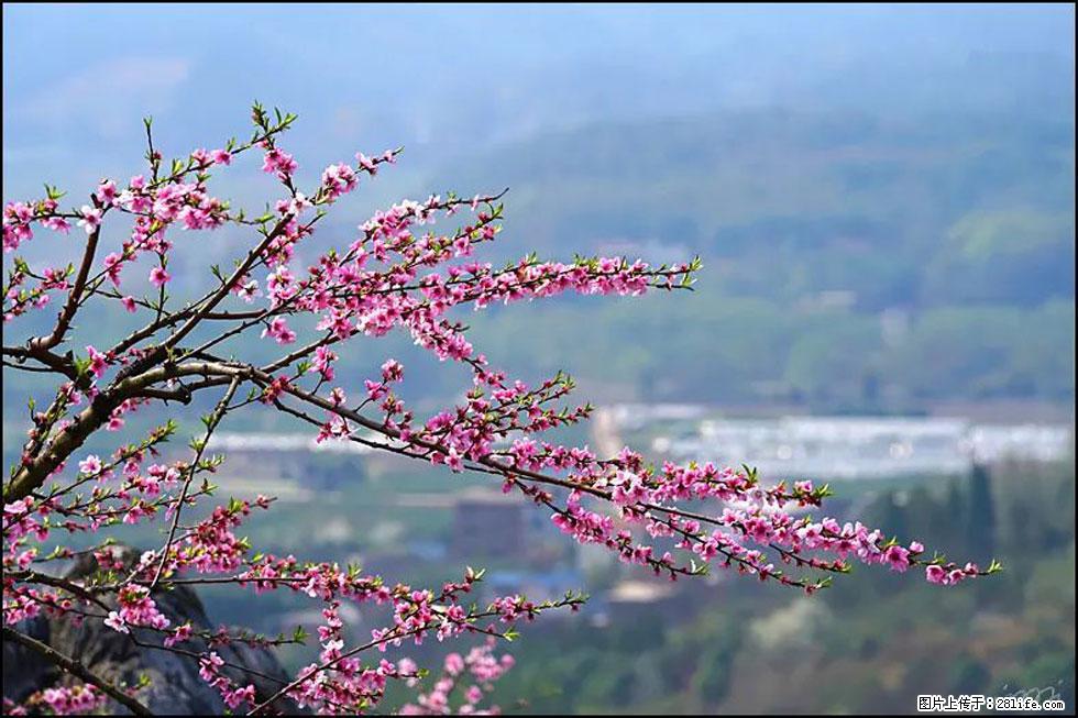 【春天，广西桂林灌阳县向您发出邀请！】望月岭上桃花开 - 游山玩水 - 拉萨生活社区 - 拉萨28生活网 lasa.28life.net