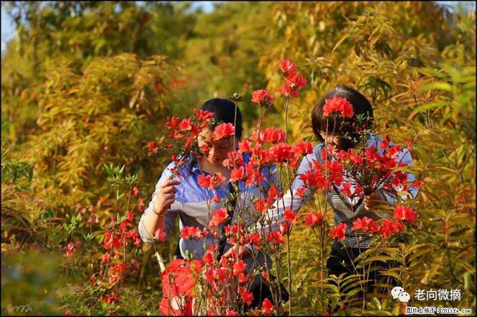 【春天，广西桂林灌阳县向您发出邀请！】登麒麟山，相约映山红 - 游山玩水 - 拉萨生活社区 - 拉萨28生活网 lasa.28life.net
