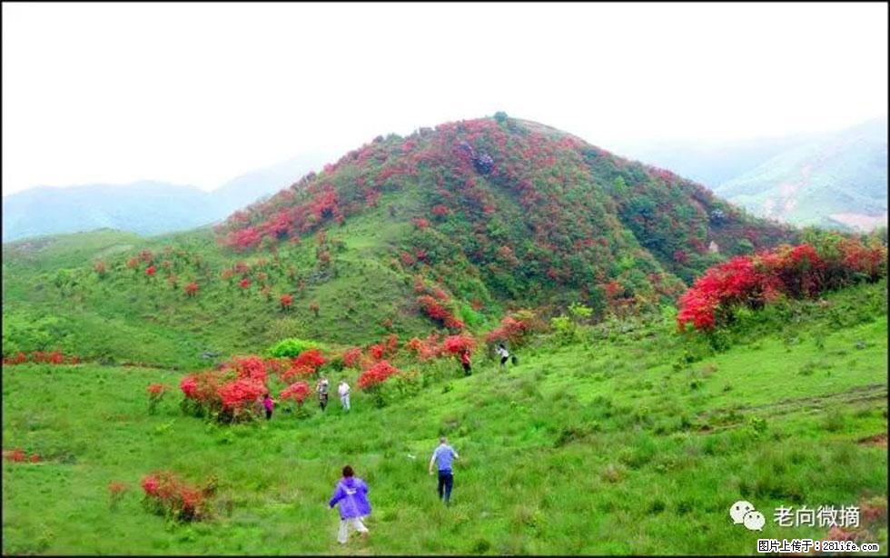 【春天，广西桂林灌阳县向您发出邀请！】宝盖山上映山红 - 游山玩水 - 拉萨生活社区 - 拉萨28生活网 lasa.28life.net