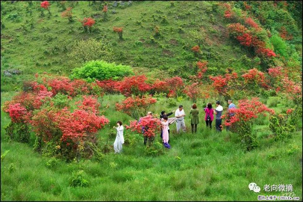 【春天，广西桂林灌阳县向您发出邀请！】宝盖山上映山红 - 游山玩水 - 拉萨生活社区 - 拉萨28生活网 lasa.28life.net
