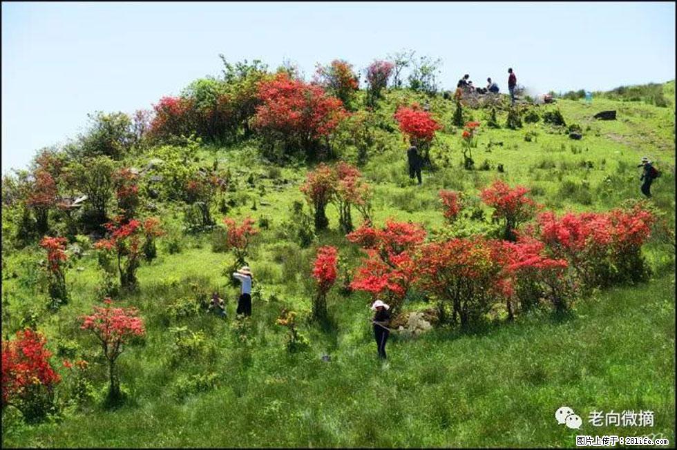 【春天，广西桂林灌阳县向您发出邀请！】宝盖山上映山红 - 游山玩水 - 拉萨生活社区 - 拉萨28生活网 lasa.28life.net