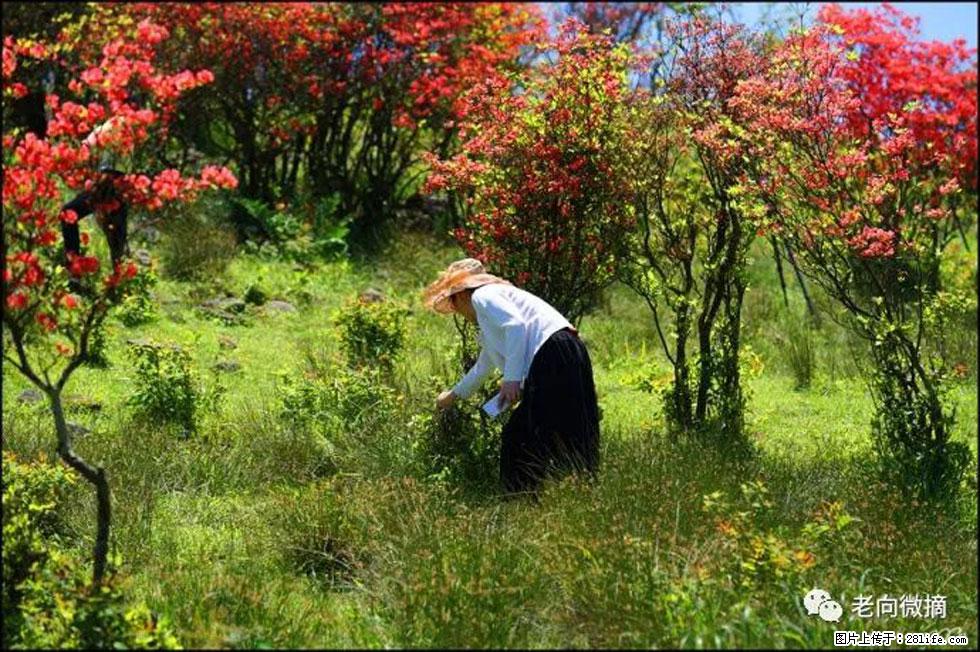 【春天，广西桂林灌阳县向您发出邀请！】宝盖山上映山红 - 游山玩水 - 拉萨生活社区 - 拉萨28生活网 lasa.28life.net