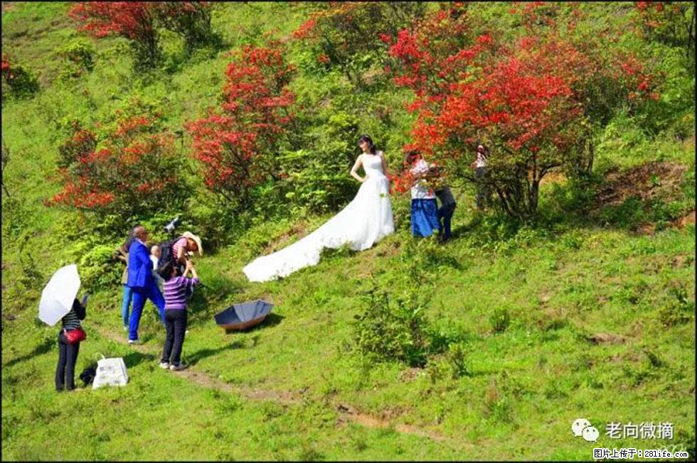 【春天，广西桂林灌阳县向您发出邀请！】宝盖山上映山红 - 游山玩水 - 拉萨生活社区 - 拉萨28生活网 lasa.28life.net
