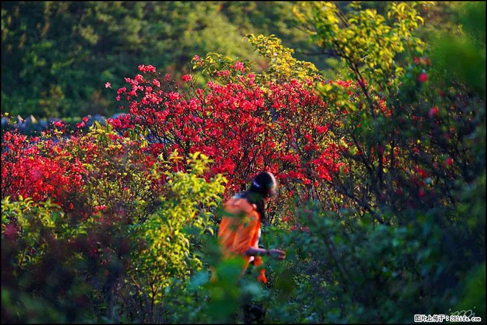 【春天，广西桂林灌阳县向您发出邀请！】春木界上映山红 - 游山玩水 - 拉萨生活社区 - 拉萨28生活网 lasa.28life.net