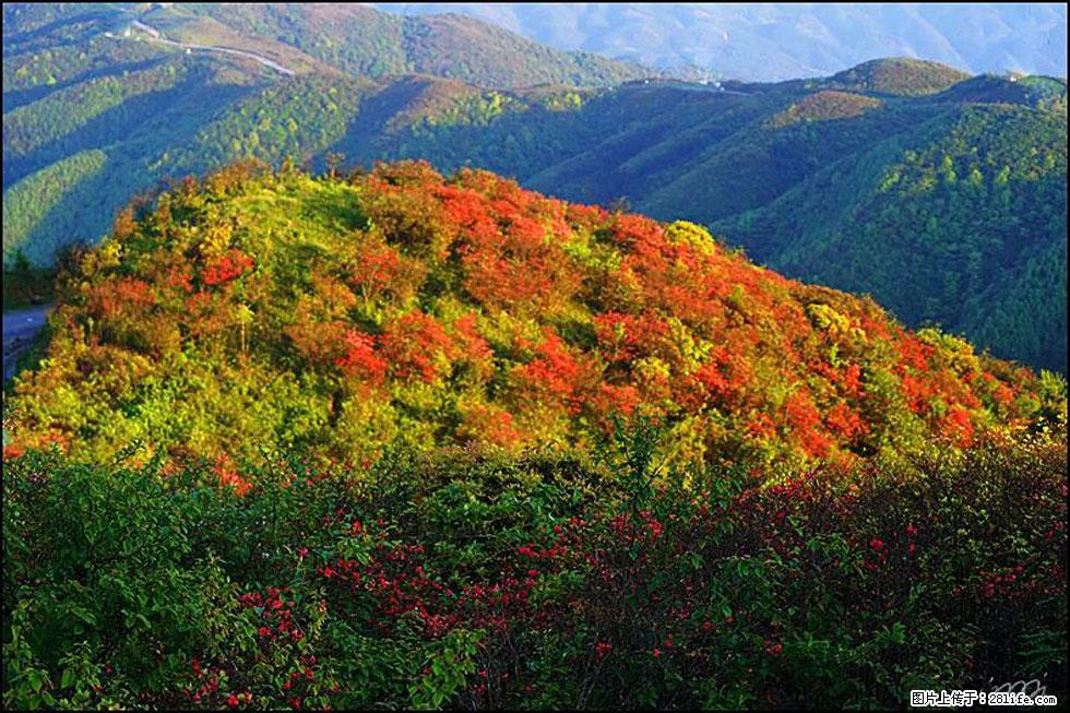 【春天，广西桂林灌阳县向您发出邀请！】春木界上映山红 - 游山玩水 - 拉萨生活社区 - 拉萨28生活网 lasa.28life.net