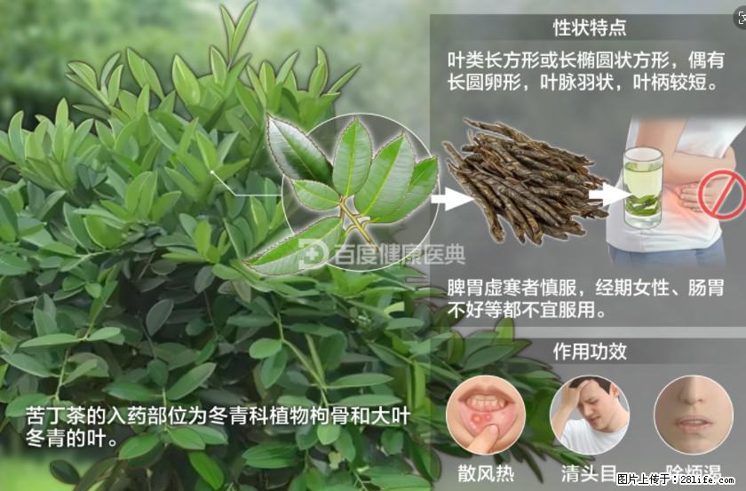 苦丁茶有哪些功效和作用 - 生活百科 - 拉萨生活社区 - 拉萨28生活网 lasa.28life.net