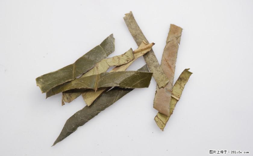 苦丁茶有哪些功效和作用 - 生活百科 - 拉萨生活社区 - 拉萨28生活网 lasa.28life.net