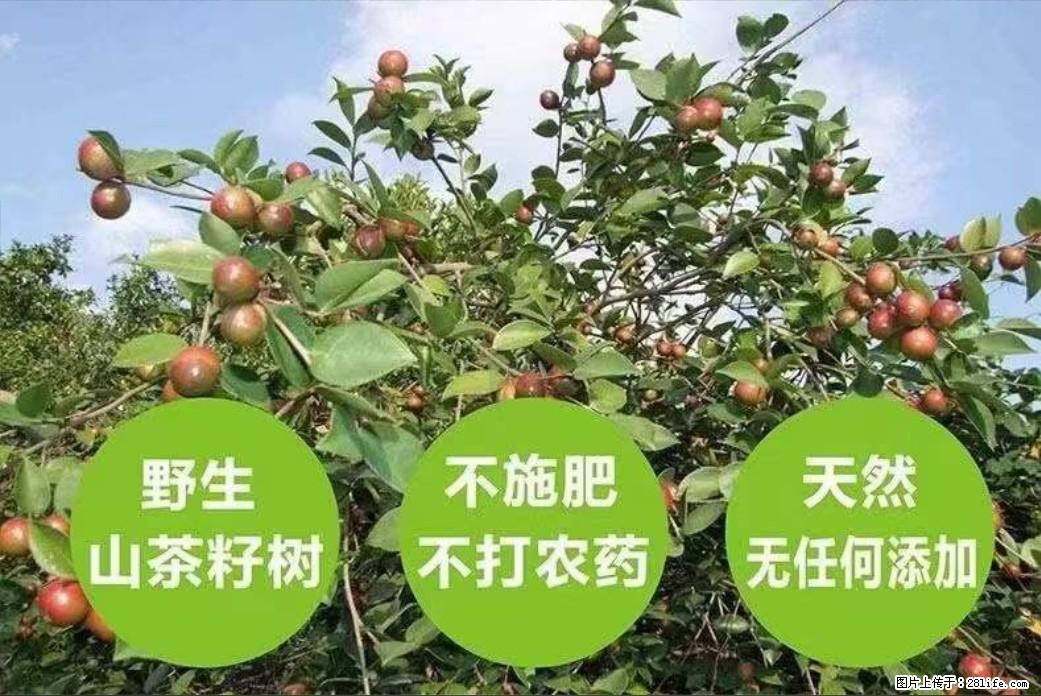 【灌阳县油茶产业示范区】一个有着充实的精神生活的人，对待身外之物自会有一种淡泊的态度 - 土特产 - 饮食特产 - 拉萨分类信息 - 拉萨28生活网 lasa.28life.net