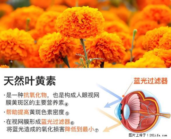 叶黄素有什么功效和作用 - 生活百科 - 拉萨生活社区 - 拉萨28生活网 lasa.28life.net