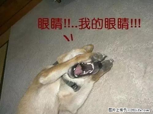 笑癫了！一女的怀孕三年未生，他终于忍不住了... - 娱乐八卦 - 拉萨生活社区 - 拉萨28生活网 lasa.28life.net