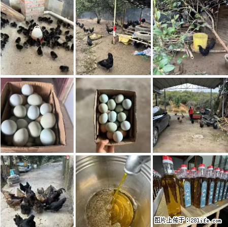 油茶园从小鸡仔开始养起的纯土鸡、土鸡蛋可以预定啦!还有前几天刚榨的纯山茶油哦 - 土特产 - 饮食特产 - 拉萨分类信息 - 拉萨28生活网 lasa.28life.net