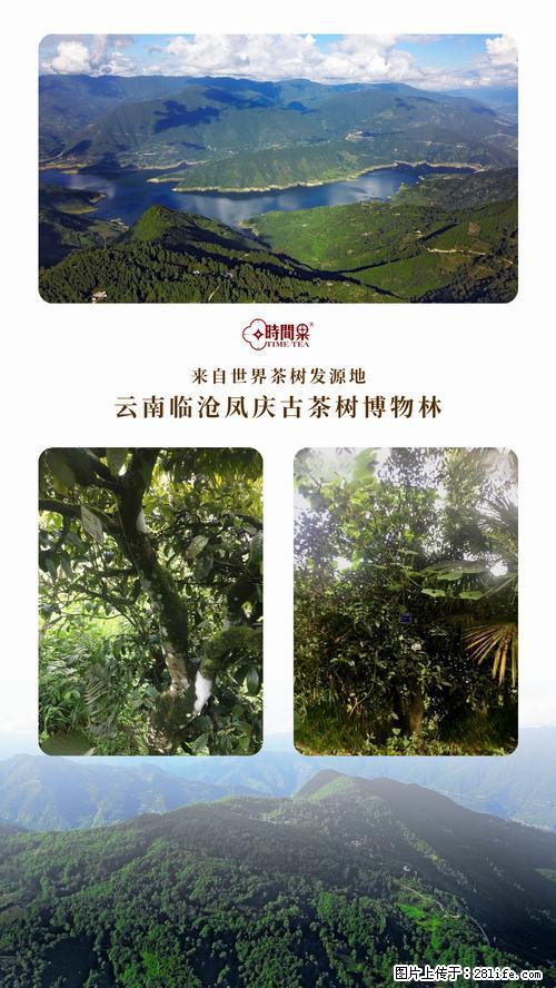 时间果百年古树2025年春红茶 - 购物交流 - 拉萨生活社区 - 拉萨28生活网 lasa.28life.net