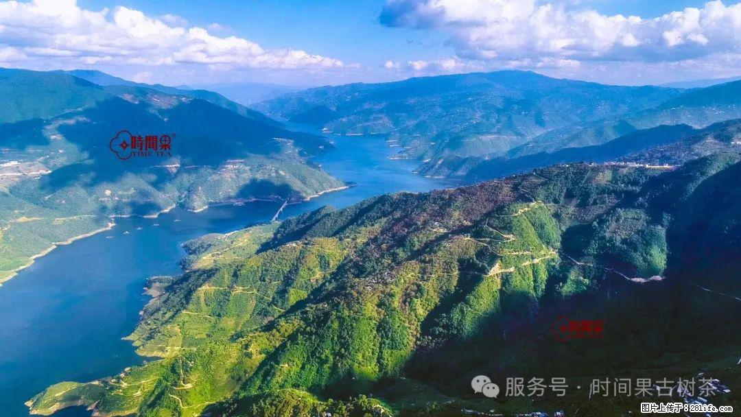 时间果百年古树龙珠普洱生茶 - 购物交流 - 拉萨生活社区 - 拉萨28生活网 lasa.28life.net
