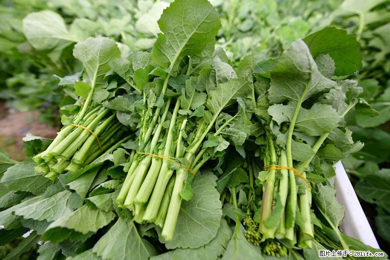 这些蔬菜是“天然钙片”，这6种被医生重点推荐 - 拉萨生活资讯 - 拉萨28生活网 lasa.28life.net